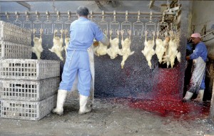 Abattage de canards dans le Shandong. Certains, à l’aide de produits chimiques toxiques, ont fait passer la chair du volatile pour du mouton.
