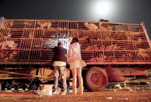 Les actions de militants contre les camions transportant des chiens destinés à l’abattage (ici à Pékin) se multiplient