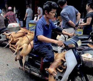 Yulin fêtes des chiens tués